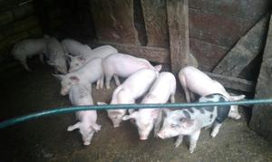 Se Vende El Lote de Cerdos de 30 Dias