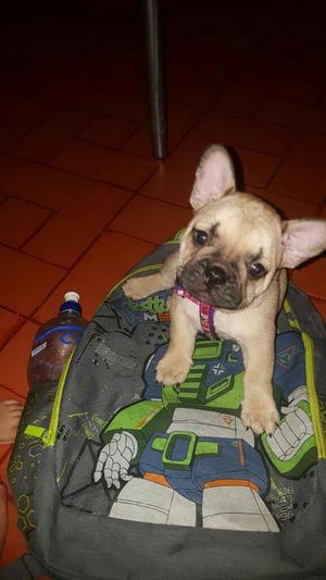 Se Vende Perrita Bulldog Frances