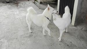 Se Venden Husky