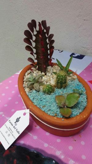 Terrario Cactus