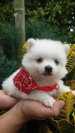 VENDO TIERNOS CACHORRITOS POMERANIAS PUROS Y GARANTIZADOS