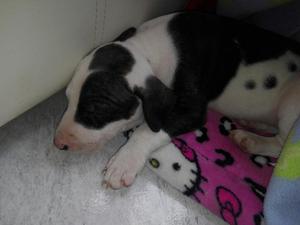 Vendo Bull Terrier Hembra Barcina Pirata