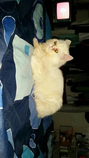 Vendo Gatito..persa de 4 Meses..macho