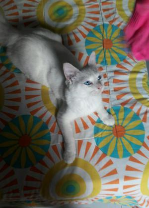 Vendo Hermoso Gato Cariñoso