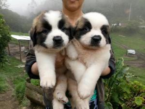 Vendo Hermosos Cachorros San Bernardos