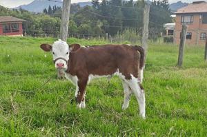 Vendo Ternera Simmental