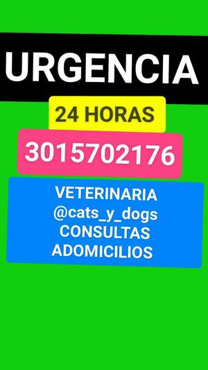 Veterinaria @cats_y_dogs Servicio 24 Hr