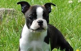 cachorrita boston terrier