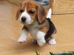 cachorros de beagle