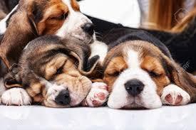 cachorros de beagle tricolor