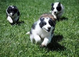 cachorros de border collie