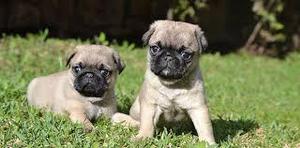 cachorros de pug carlino