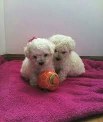 cachorros french poodle mini toy