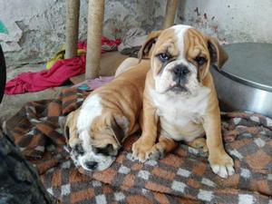 perros bulldog ingles