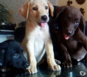 vendo cachorritos labradores