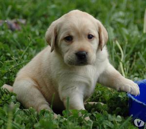 Labradores Exelentes Cachorros Disponibles