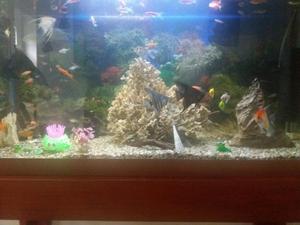 Acuario Completo