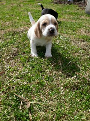 Beagle Limon Macho Y Hembra Tricolor