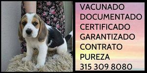 Beagle tradicional certificado Garantia raza Documentacion