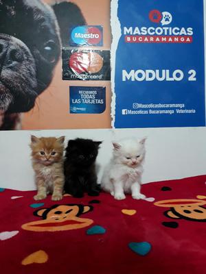 Bellos Gatos Persas