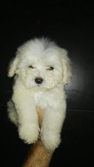 Bichon Maltex Mini