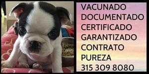Boston terrier Documentacion Garantizado Certificado
