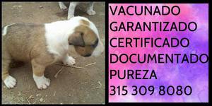 Bull terrier tricolor certificado garantizado documentado
