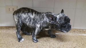 Bulldog Frances. Espectaculares Puros