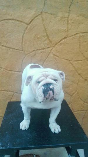 Bulldog Ingles