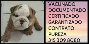 Bulldog english Documentado Garantizado Certificado