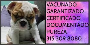 Bulldog english documentado garantizado certificacion