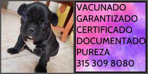 Bulldog frances Negro Documentado garantizado certificado