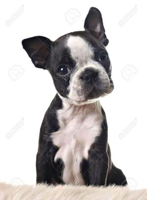 CACHORROS BOSTON TERRIER EN VENTA !!!