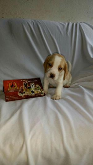Cachorra de Beagle Limon Criadero Certificado