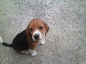 Cachorrita Beagle Tricolor
