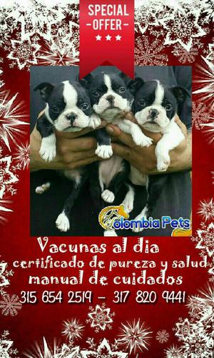 Cachorritos Boston Terrier Certificados