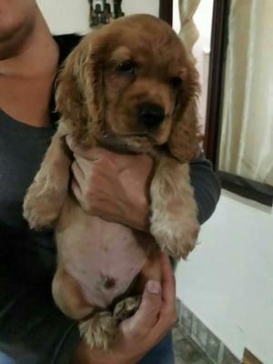 Cachorro Coker Spaniel