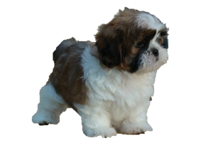 Cachorro Shih Tzu