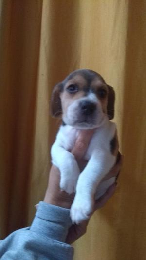 Cachorros Beagles Tricolor Disponibles