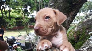 Cachorros Pitbull Hermosos