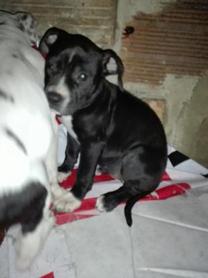 Cachorros Pitbull de 3 Meses