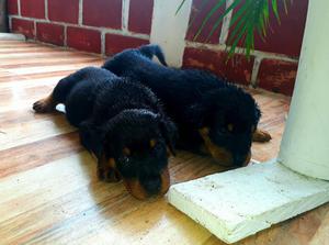 Cachorros Rotweiler