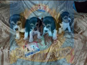 Cachorros de Beagle Tricolor Criadero Certificado