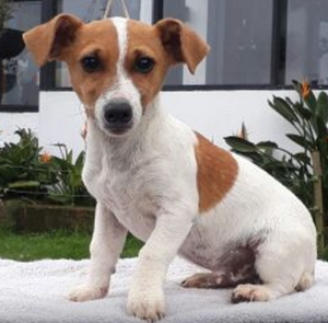 Cachorros jack russell terrier 3 meses de nacidos Vacunas