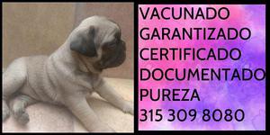 Carlino Pug manto garantizado certificado Documentado