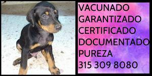 Doberman Certificacion de pureza garantizado documentado