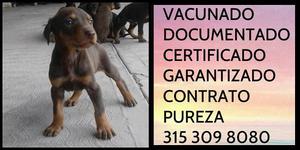 Doberman raza Certificado Garantizado Documentado