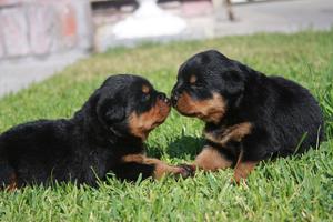 ESTUPENDOS *ROTTWEILER * GARANTIZADOS EN VENTA !!!