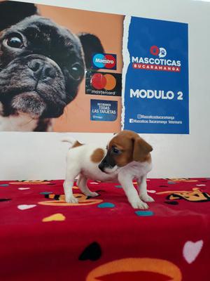 Ejemplares Jack Russselll Terrier Venta