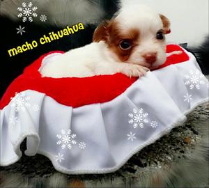 For Saleee Macho Bicolor Chihuahua